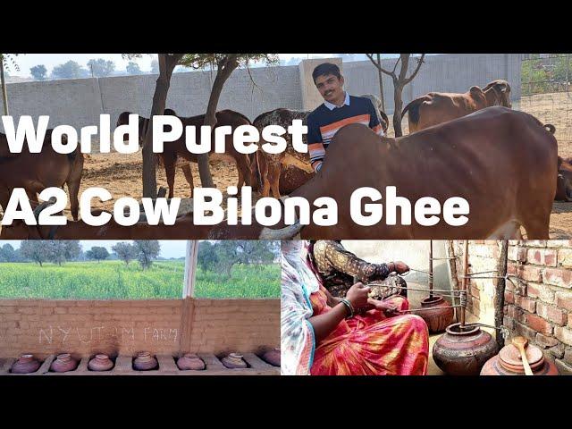 Making A2 Desi Cow Bilona Ghee || Desi Cow Ghee at Nyutam Farm