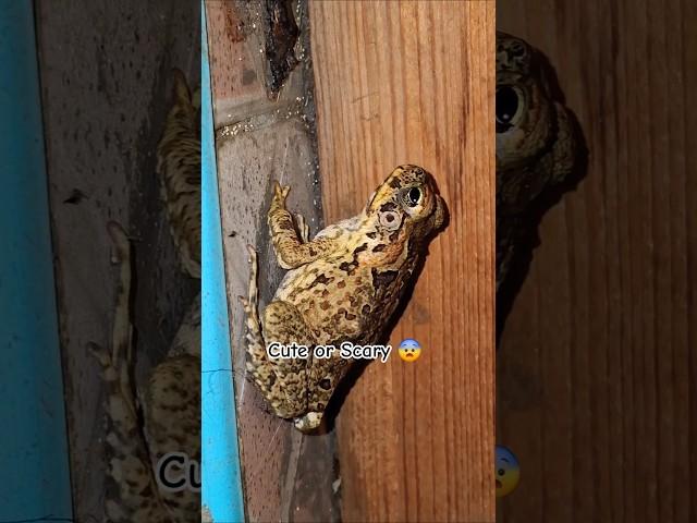 Scary Frog #amazing #travel #adventure #beautiful #pets #cute #trending #viralvideo #shorts #nature