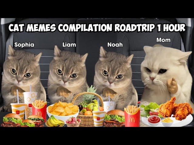 Cat Memes Compilation Roadtrip 1 Hour