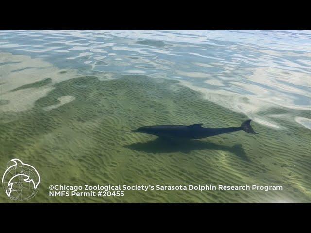 Be a Dolphin Safe Boater!