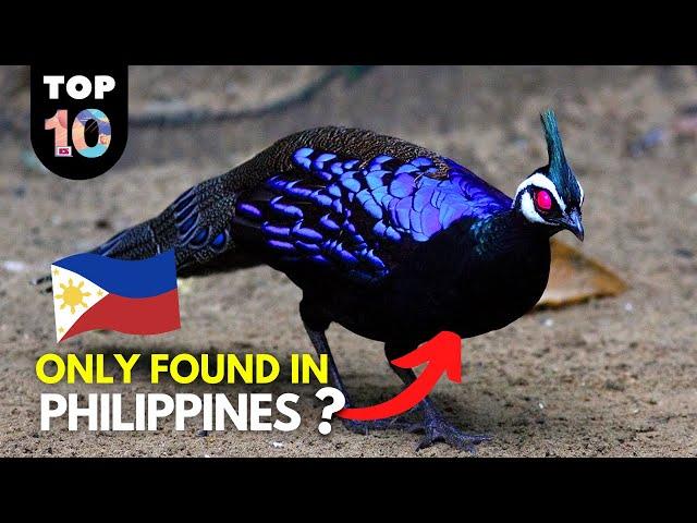 10 RARE Animals Only Found in the Philippines 