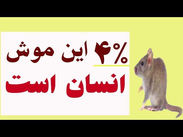 چهار درصد از سلول های این موش, انسانی است