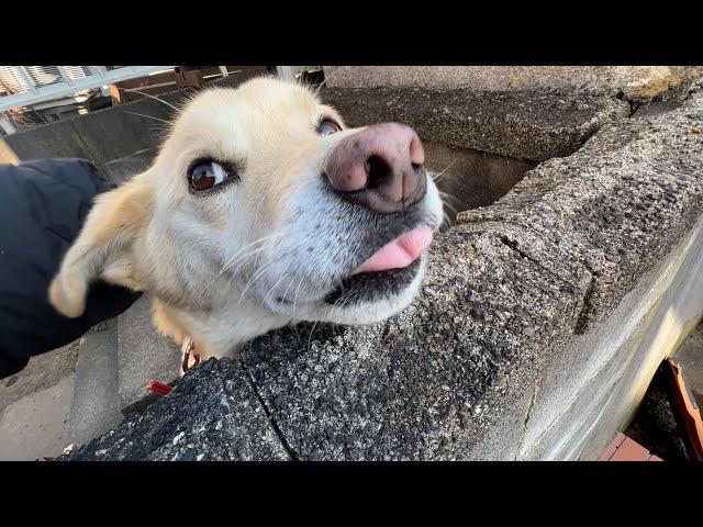 今日も元気な田舎の白い犬と猫たち