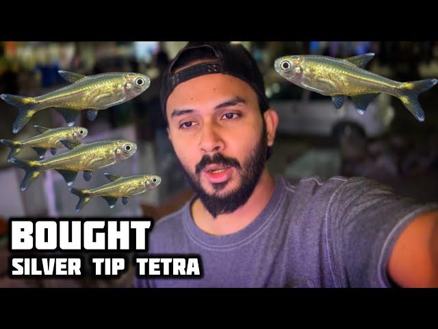 Bought Tiny Silver Tip Tetra For Angelfish Tank - Imran's World