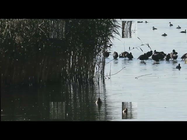 Fuligule milouin mâle en nuptial 12 10