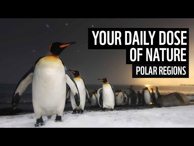 A daily dose of nature | polar regions | WWF