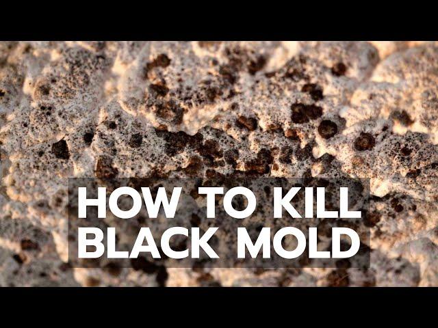 How to Kill Black Mold Safely & Forever