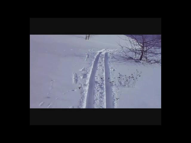 за дровами на лыжах