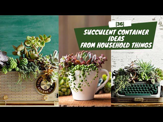 36 {Free} Succulent Container Ideas and Projects from Household Things