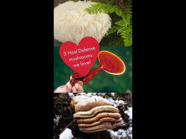 Which mushroom species do you love the most?