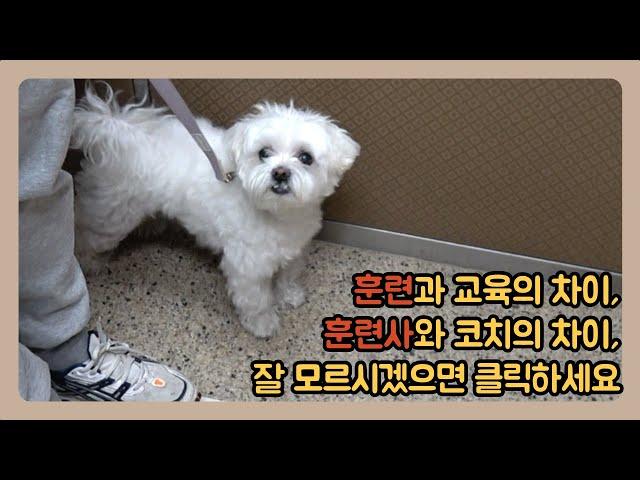 제발 더이상 반려견을 훈련하지 마세요ㅣ봉구 4회차 교육