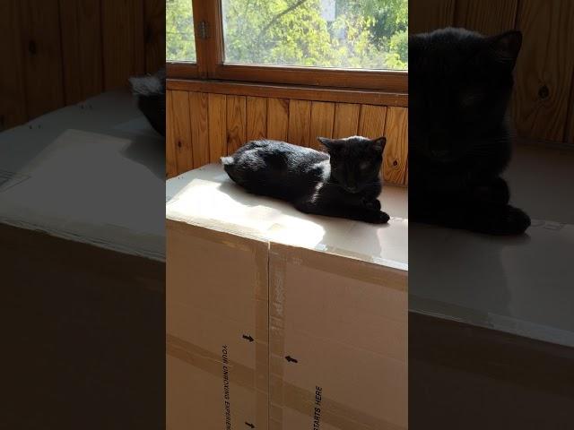 Спит Пани котика Ластёнка ) #ластёна #cat #видосыоткота #кошечка #животные #веселыекоты #кот