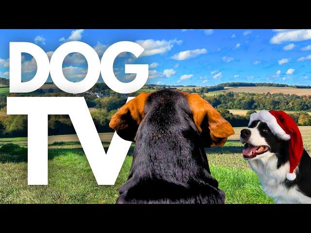 GoPro DogTV | 10hrs of Serene Virtual Dog Walks Through Peaceful Country Parks  Dog POV