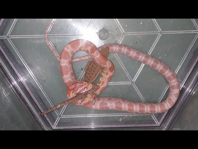 (Warning live feeding)Albino coral snow cornsnake swallows lizard alive