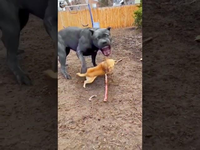 Chihuahua Trying To Take Cane Corso 