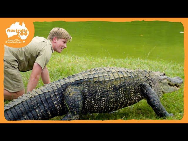 Robert Irwin feeds our awesome gators | Irwin Family Adventures