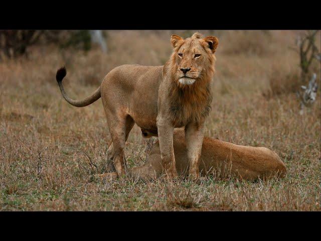 The Epic Story of the Young Orpen Male Lion (Q&A With Matt)