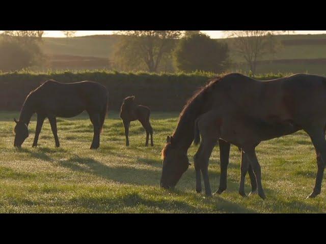 An inside look at Elsdon Park: The heartland of NZ thoroughbreds