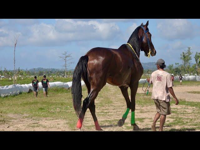 JUMBO HORSE: LOMBOK SASAKE HORSE RACING DERBY CLASS 2023