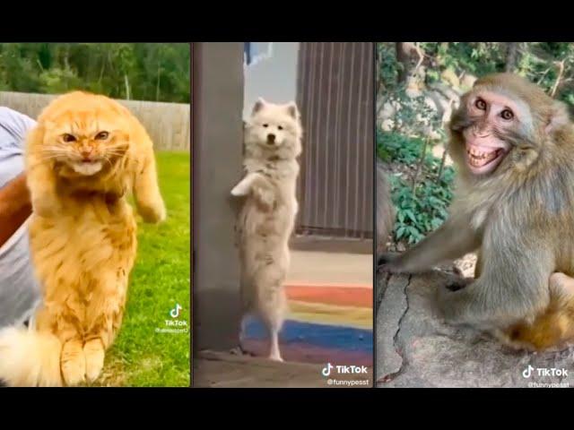 Fun Cute Fluff animals compilation 60 #lol #fun #tiktok