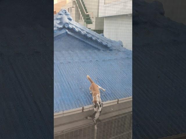 길냥이 싸움