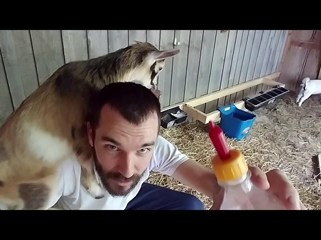 Best nipples for bottle feeding goats