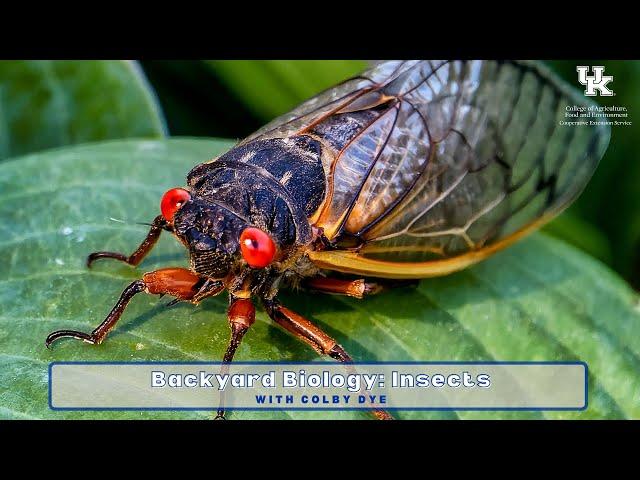 Backyard Biology: Insects