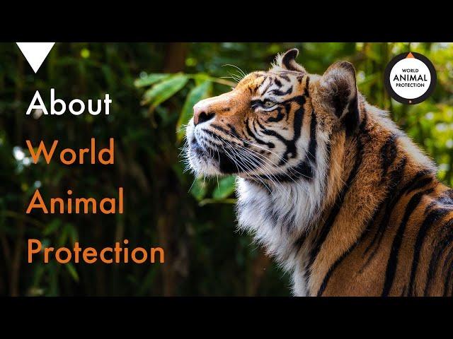 About World Animal Protection