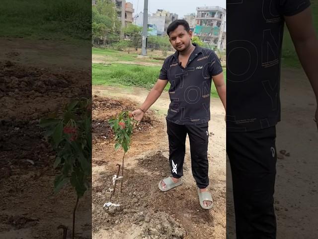Sunderoopa And Peepal By Mr. Manish // @-Bharat-Maa-ke-Gaurav #viralshorts #trendingshorts #plants