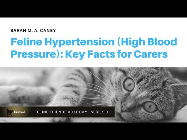 Feline Hypertension (High Blood Pressure): Key Facts For Carers