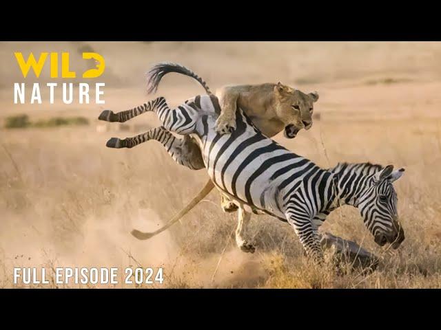 WILD KENYA | The Great Migration and Survival in the Realm of Predators | Animal documentary