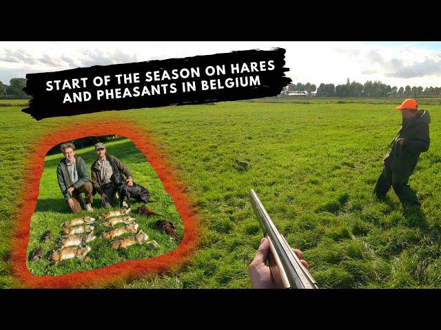 Start of the season on hares and pheasants - Hunting duck,hare and pheasant in Belgium