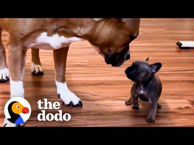 French Bulldog Puppy Is Raised By Kittens | The Dodo