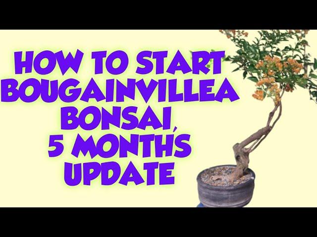 HOW TO GROW BOUGAINVILLEA BONSAI, BOUGAINVILLEA BONSAI, BOUGAINVILLEA BONSAI REPOTTING BONSAI UPDATE