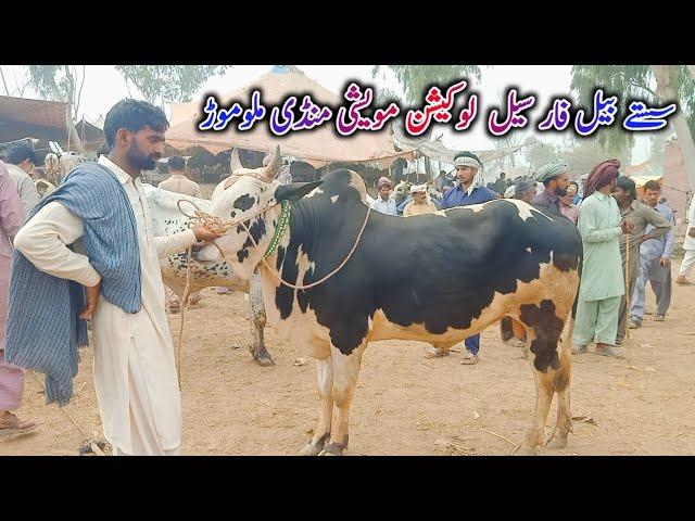 Bachra Rates Update | Dhani Bull | Fateh Jangi Bull | Qurbani 2024 || Pk Janwar Mandi