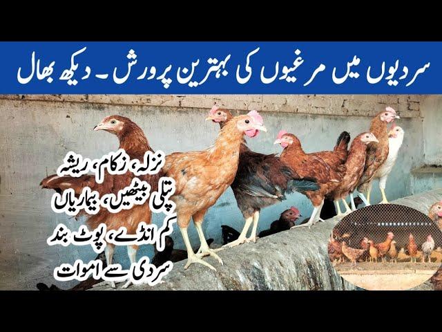 Poultry Farming in Winter Season | How to Take Care of Hens in Winter | Dr. ARSHAD