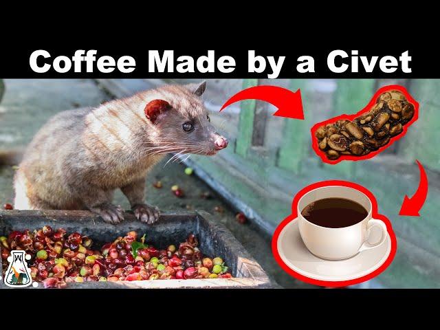 How the most expensive coffee is made?