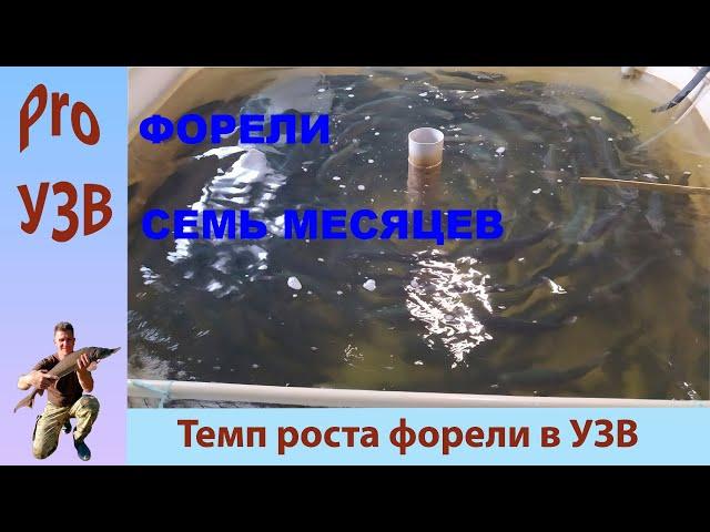 КАК РАСТЕТ ФОРЕЛЬ в УЗВ (результат 7 месяцев)