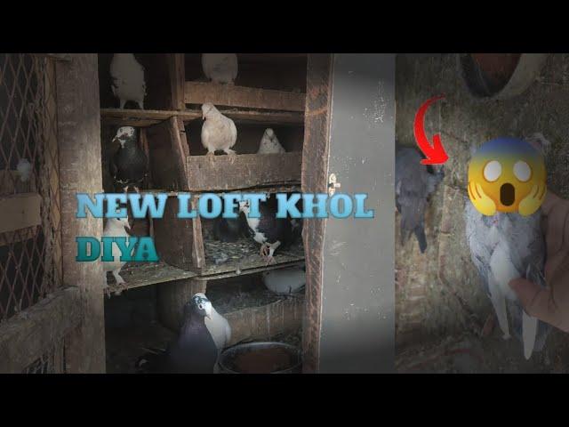 kabutar Ne maar Diya kabutar ke bacche ko #viralvideo #pigeon #vlog #tending #subscribe