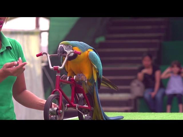 Dubai Dolphinarium Exotic Bird Show