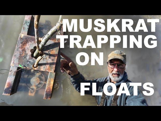 MUSKRAT TRAPPING (Part 1) - Colony traps and floats spring 2024!