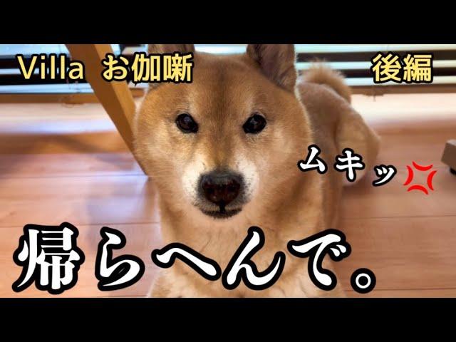 【拒否】旅先のお宿が気に入って帰りたくない柴犬を説得する【Villaお伽噺】後編