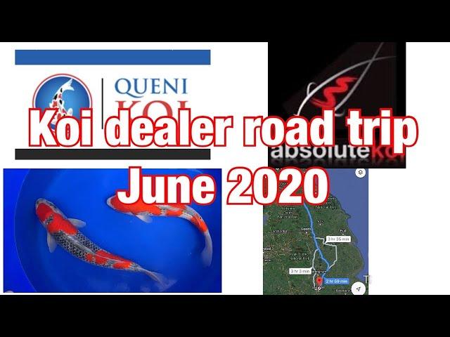 KOI DEALER ROAD TRIP JUNE 2020 - Queni koi and Absolute koi