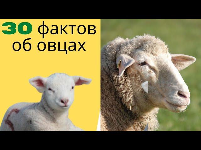 30 фактов об овцах, животных с IQ, схожим с человеческим.