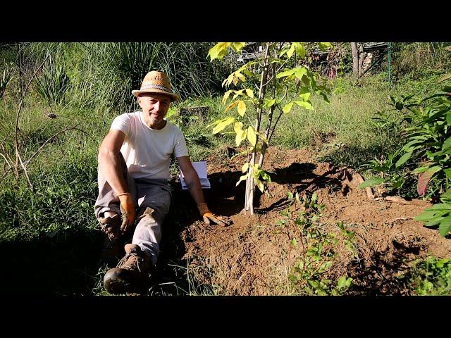 Video 163 - Asimina triloba il banano di montagna