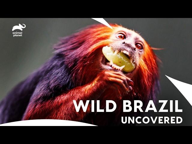 David Schwimmer Takes You to Brazil's Secret Wildlife️| Mysterious Planet | Animal Planet India