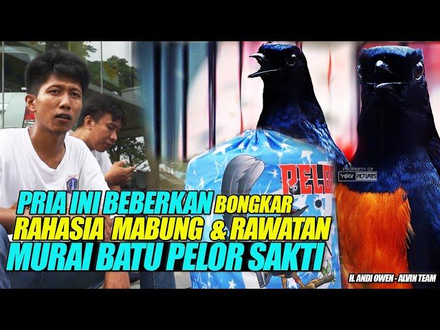 PRIA INI BEBERKAN RAHASIA MABUNG & SETINGAN | MURAI BATU PELOR SAKTI | JAWARA KELAS BOB | ALVIN TEAM