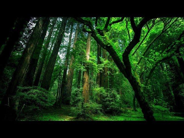 Rahatlatıcı orman ve kuş sesleri | relaxing forest sounds |#relaxingsounds #1080pnature #kuşsesi #HD