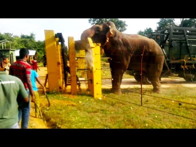 A wild elephant was captured and released to the Elephant Rehabilitation Center | Wildlife | Animals