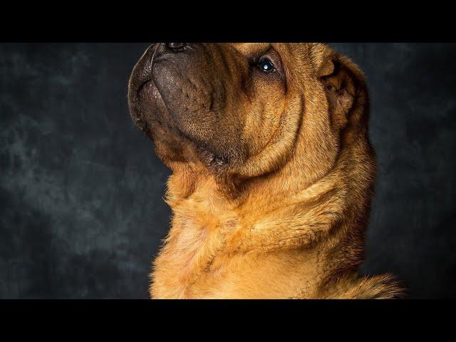 Getting to Know the Chinese Shar-Pei: Characteristics, Colors, and More!